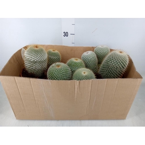 Mammillaria spinosissima