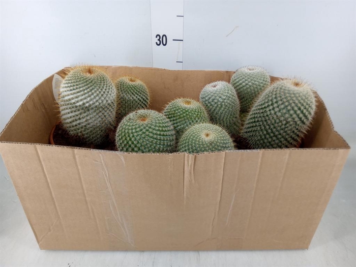 <h4>Mammillaria spinosissima</h4>