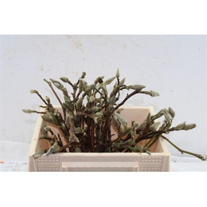 Magnolia Grandiflora