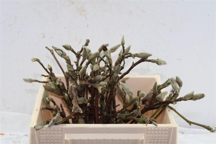 <h4>Magnolia Grandiflora</h4>