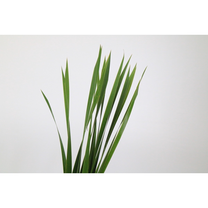 <h4>Typha x 5</h4>