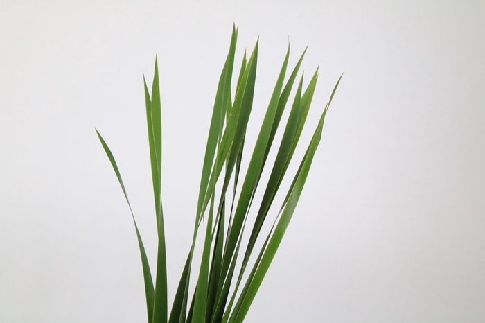 Typha x 5