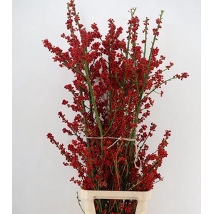 AUTUMN BERRY 160CM