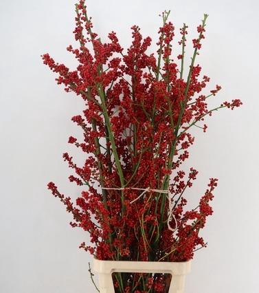 <h4>AUTUMN BERRY 160CM</h4>