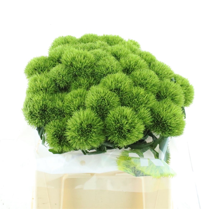 <h4>Di Barb Kiwi Mellow</h4>