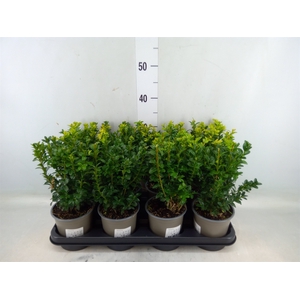 Buxus semp.   ...