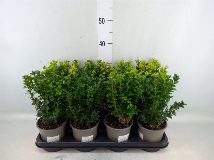 <h4>Buxus semp.   ...</h4>