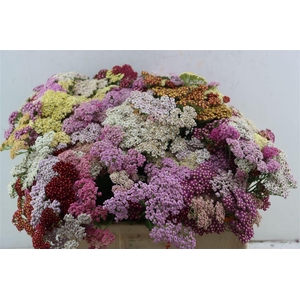 Achillea Mix