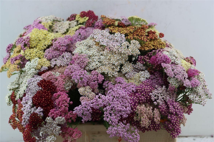 <h4>Achillea Mix</h4>