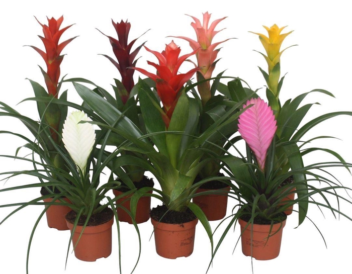 <h4>Bromelia gemengd</h4>