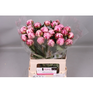 Paeonia Sarah Bernhardt