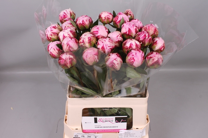 <h4>Paeonia Sarah Bernhardt</h4>