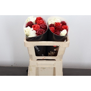 R Ov Wx 50cm Mix Rood Wit Bordeaux