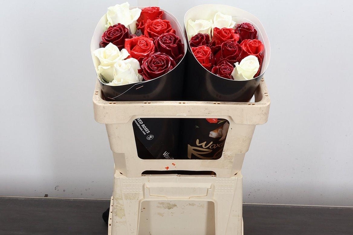 <h4>R Ov Wx 50cm Mix Rood Wit Bordeaux</h4>