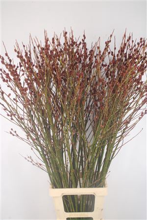 <h4>Salix Melanostachys</h4>