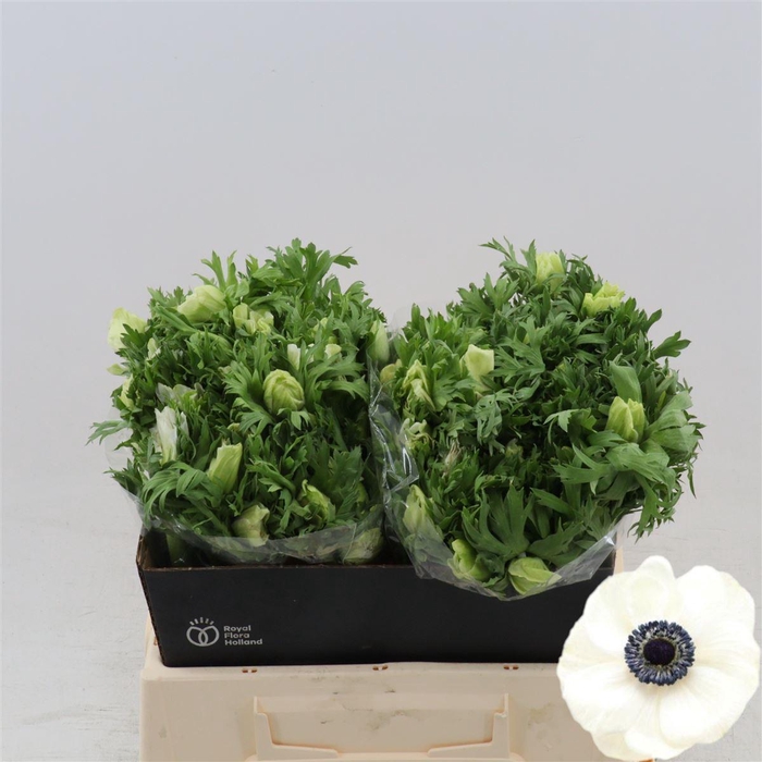<h4>Anemone Galil Wit</h4>