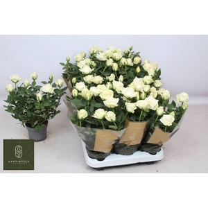 RO PEARL KORD GR