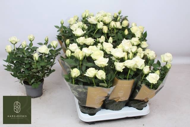 <h4>RO PEARL KORD GR</h4>