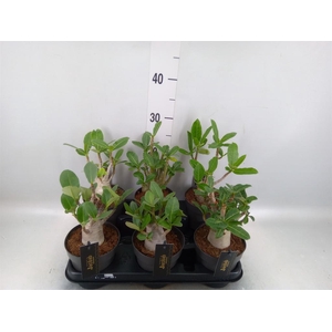 Adenium NB 'Ansu Baobab'