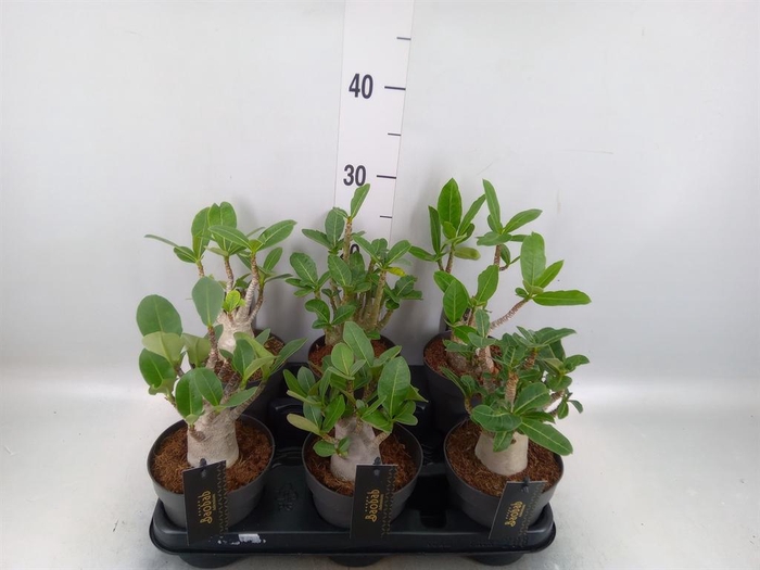 Adenium NB 'Ansu Baobab'