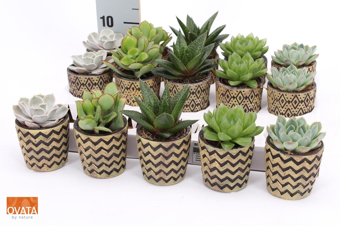 <h4>SUCC GEM 5 SRT</h4>