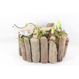 arr4 Narcis JS - Druivenhout ovaal x3