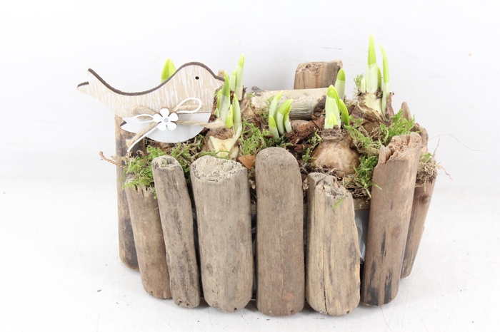 <h4>arr4 Narcis JS - Druivenhout ovaal x3</h4>