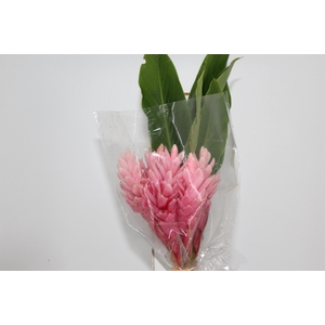 ALPINIA PURPURATA ROSA