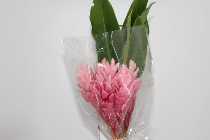 ALPINIA PURPURATA ROSA
