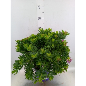 Polygala myrtifolia