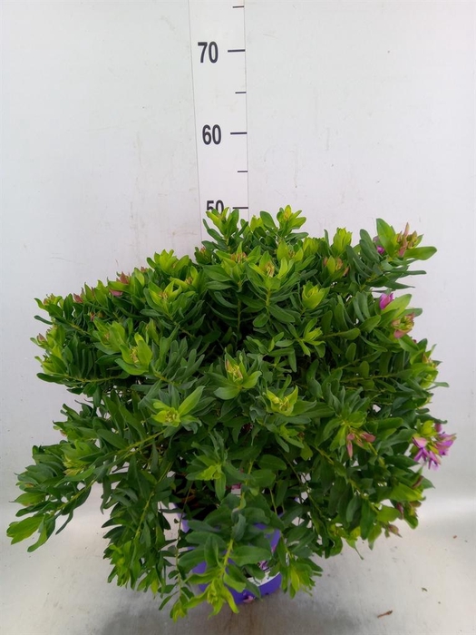 <h4>Polygala myrtifolia</h4>