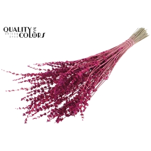 Lavendel per bunch Cerise