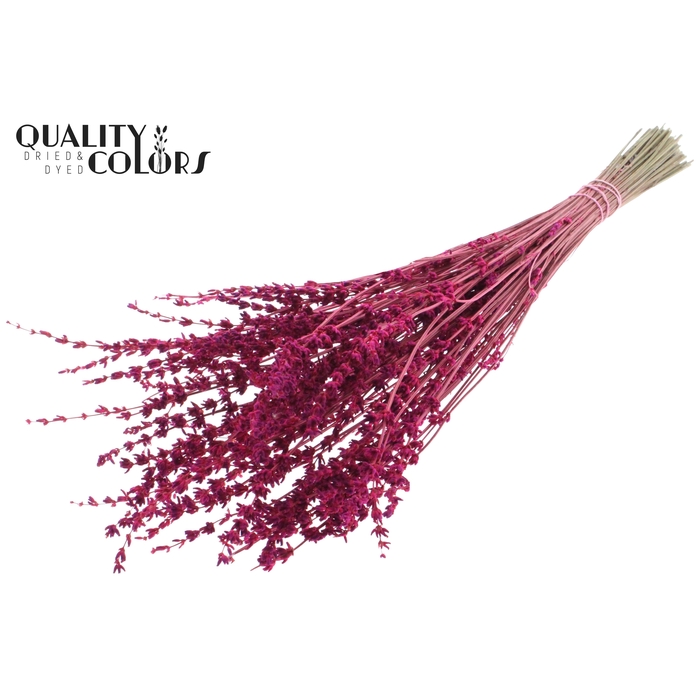 <h4>Lavendel per bunch Cerise</h4>