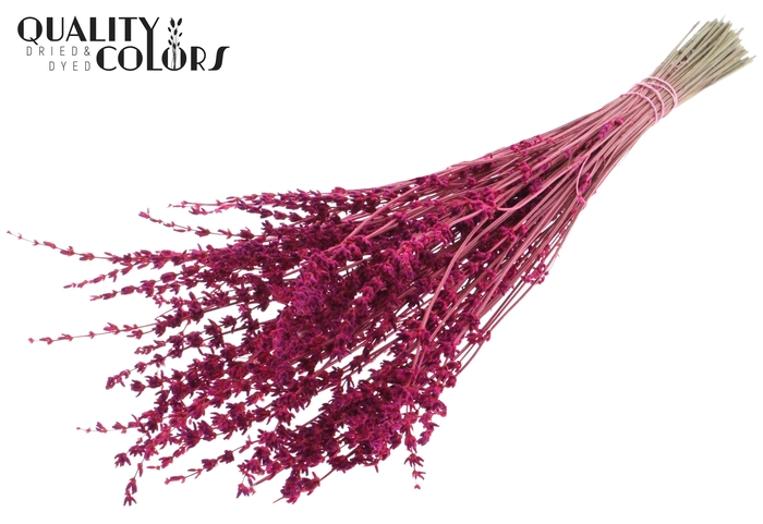 Lavendel per bunch Cerise