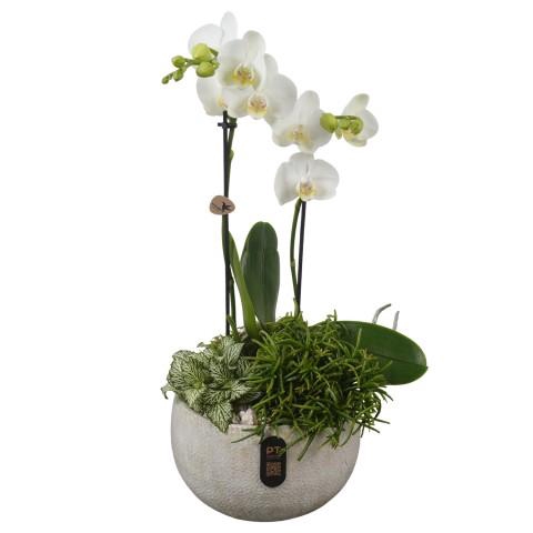 <h4>PTIB5337 Arrangementen kamerplanten</h4>