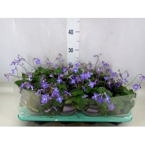 Streptocarpus saxorum