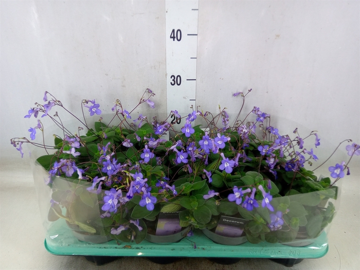 <h4>Streptocarpus saxorum</h4>