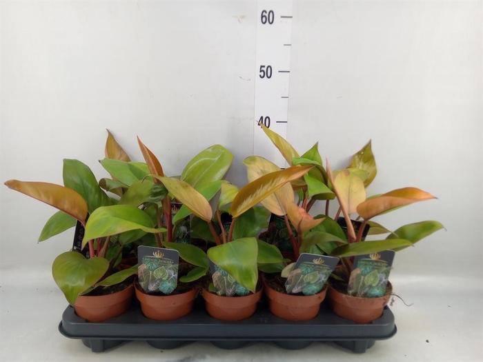 <h4>Philodendron ...</h4>