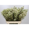 Chamelaucium Dawn Pearl