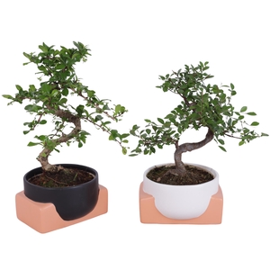 Bonsai Indoor Mix Ø14cm S-Shape in Ø16cm Authentic Bowl