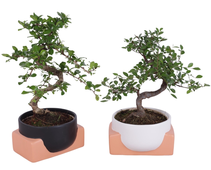 <h4>Bonsai Indoor Mix Ø14cm S-Shape in Ø16cm Authentic Bowl</h4>