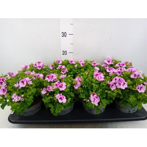 Pelargonium gran.   ..
