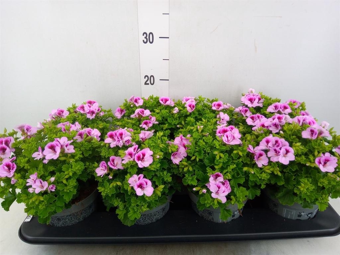 <h4>Pelargonium gran.   ..</h4>