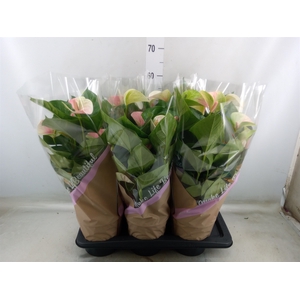 Anthurium andr. 'Fantasy Love'