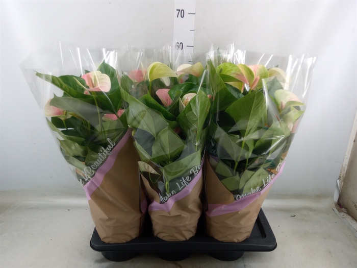 <h4>Anthurium andr. 'Fantasy Love'</h4>