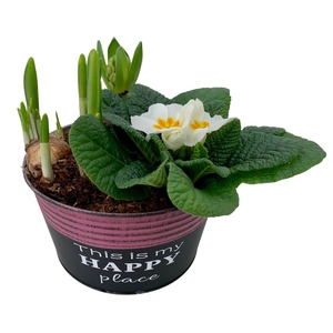 Primula Zink Rond (Hya & Tete)