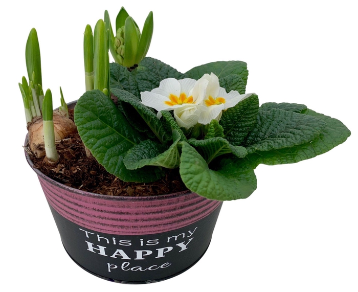 <h4>Primula Zink Rond (Hya & Tete)</h4>