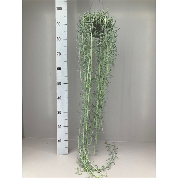 <h4>Senecio Radicans</h4>