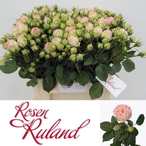 Rosa spray freiland charming piano