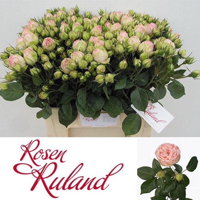 <h4>Rosa spray freiland charming piano</h4>